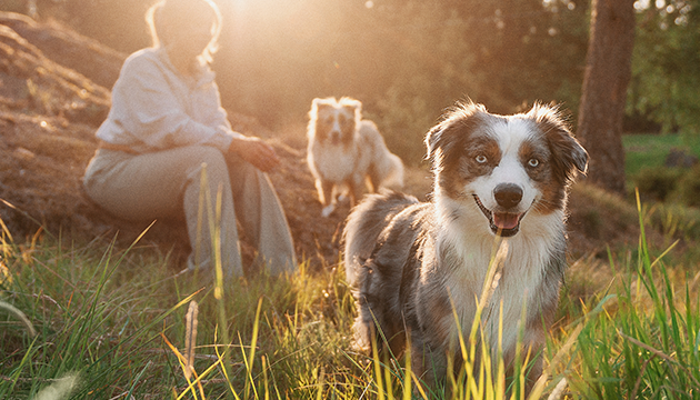 PD ung kvinne og hundene hennes i et solfylt felt