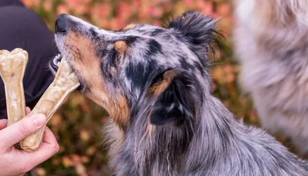 PrimaDog en hunds tyggebein støtter munnhelsen
