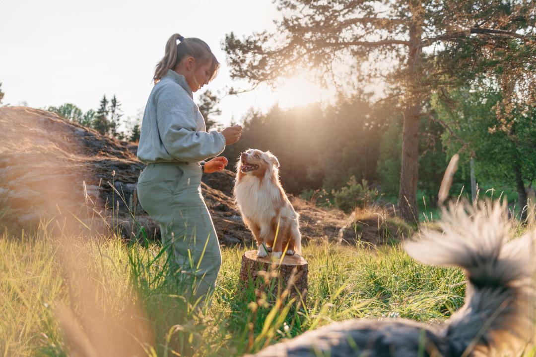 PD nuori nainen kouluttaa koiraa aurinkoisella niityllä