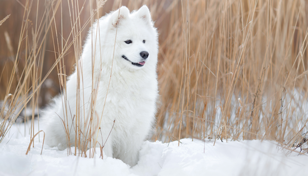 PrimaDog samojed hund vinter bild