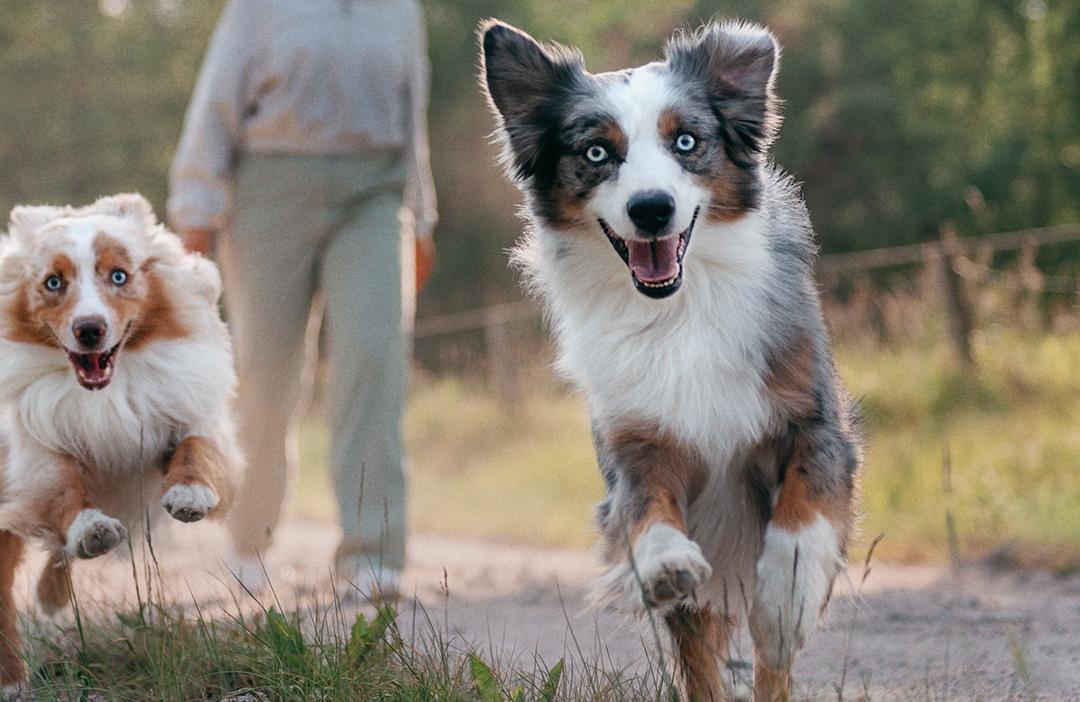 PD aktiivsed kaks koera jooksmas koos omanikuga